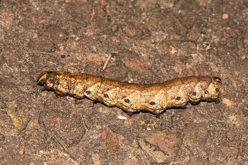 Image of Pink-spotted Hawkmoth