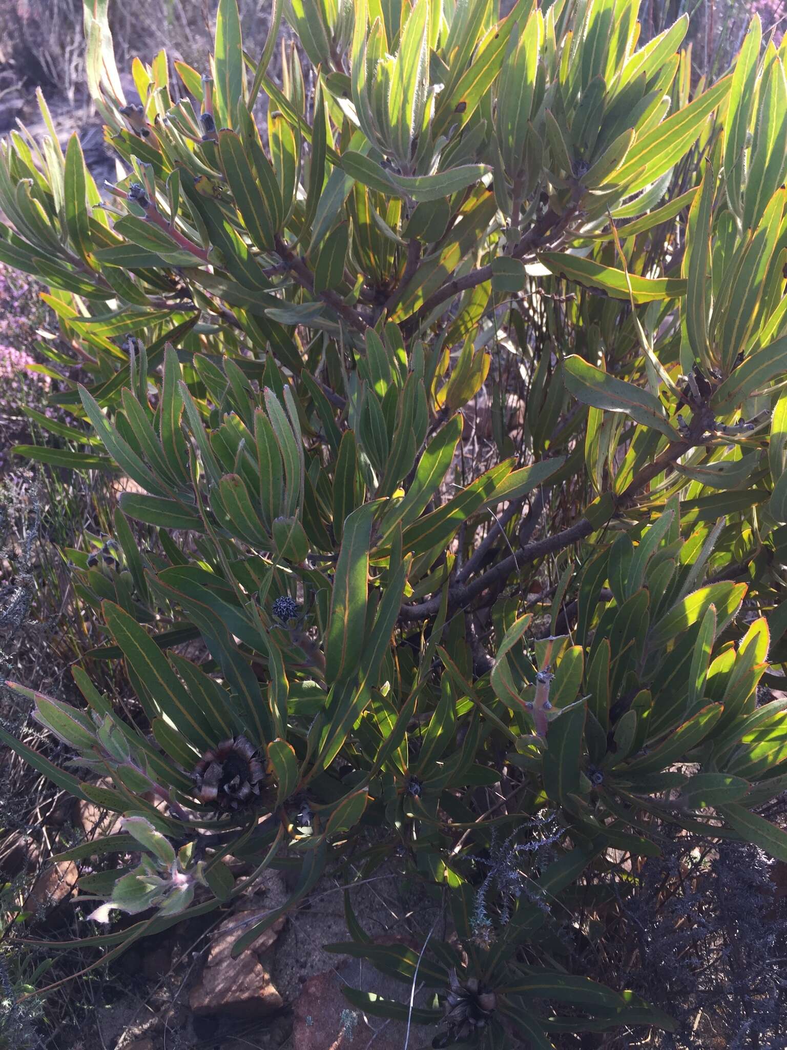 Image de Protea burchellii Stapf