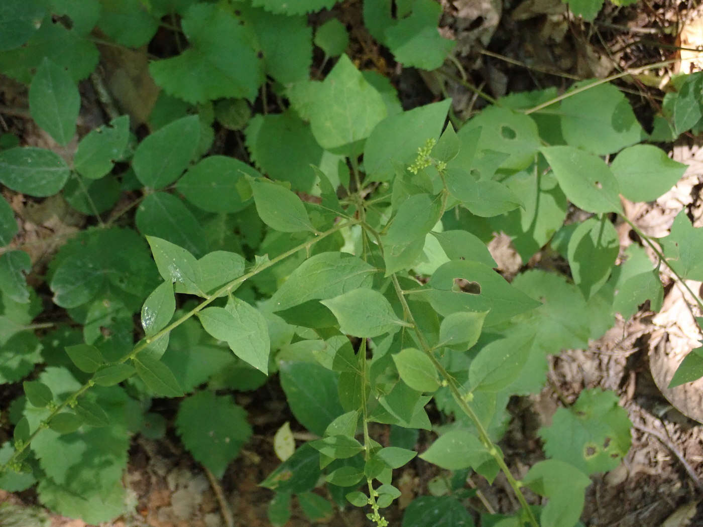 Image of autumn goldenrod