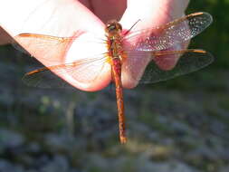 Image of Saffron-winged Meadowhawk