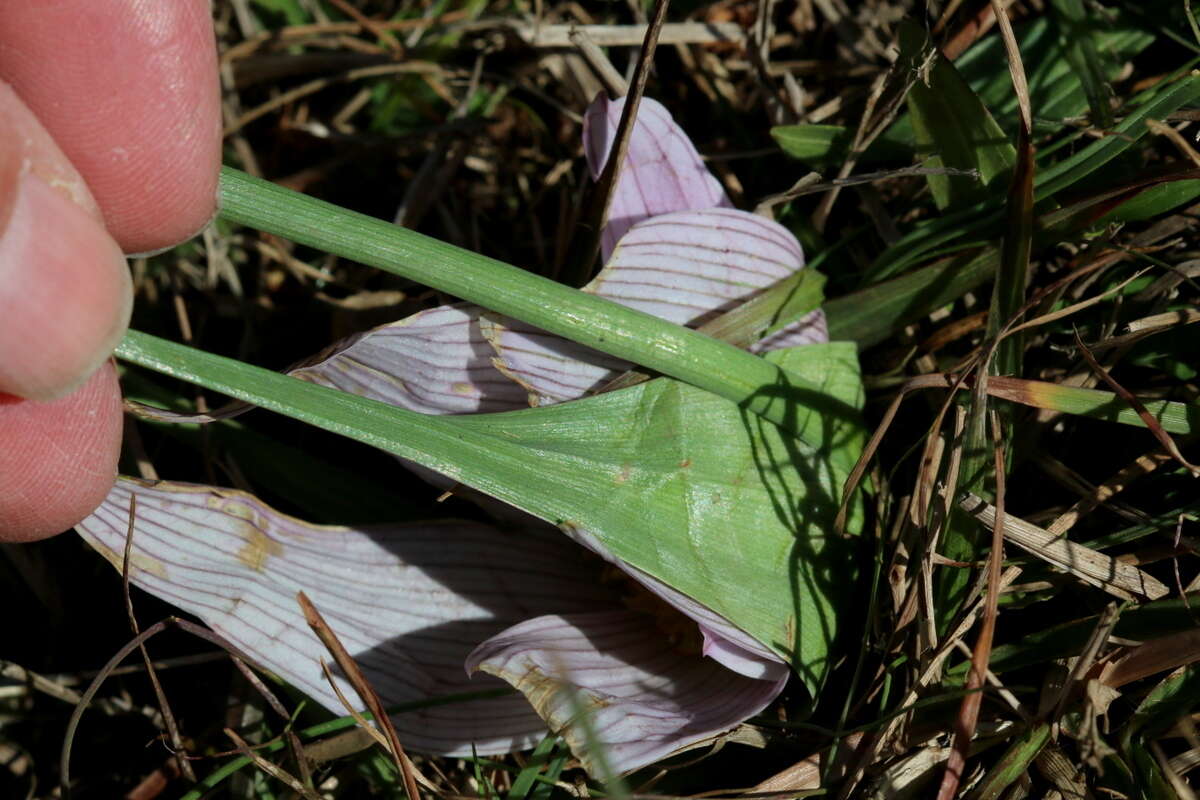 Image of Colchicum melanthioides subsp. melanthioides