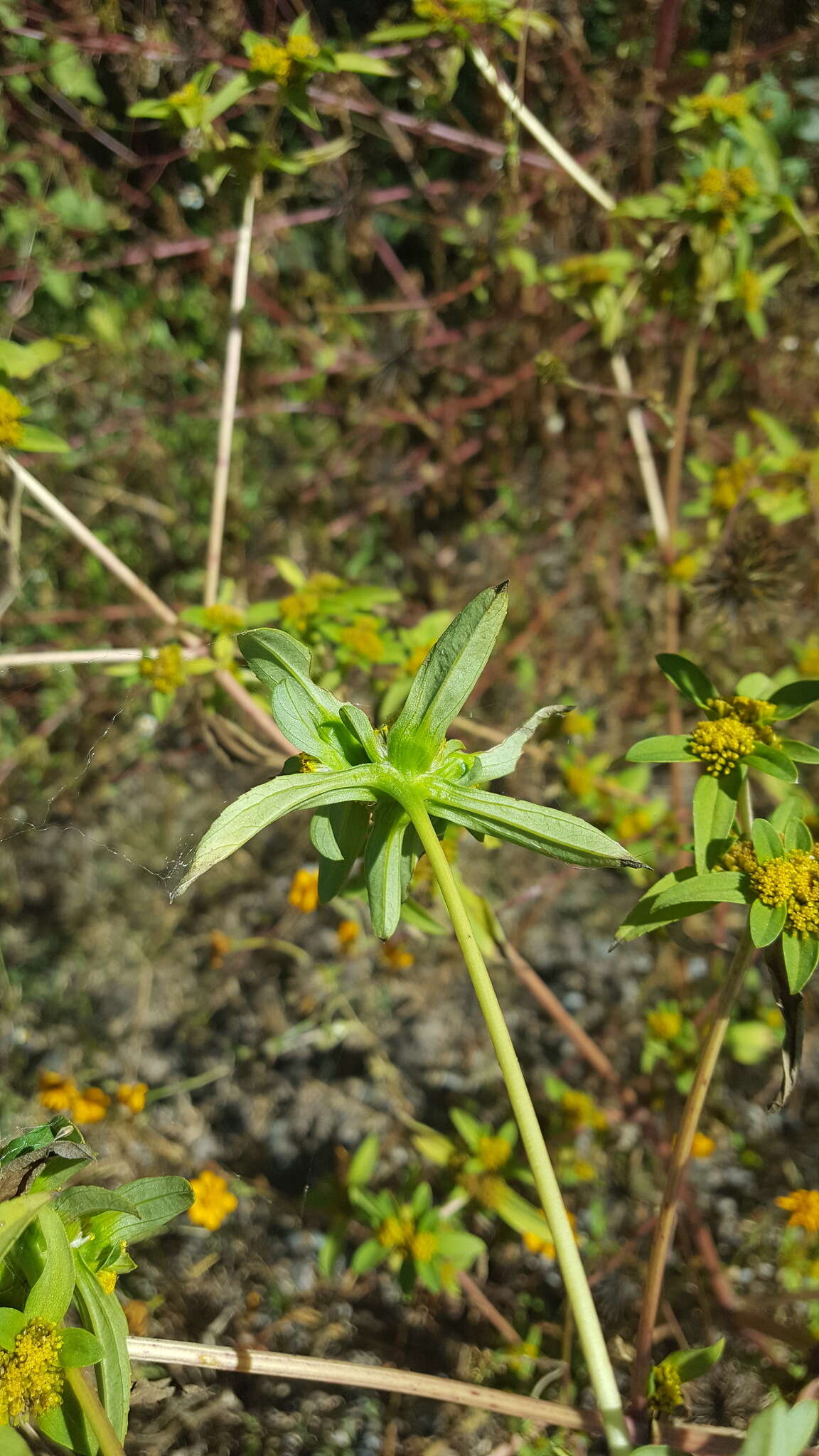 Image of clustered yellowtops