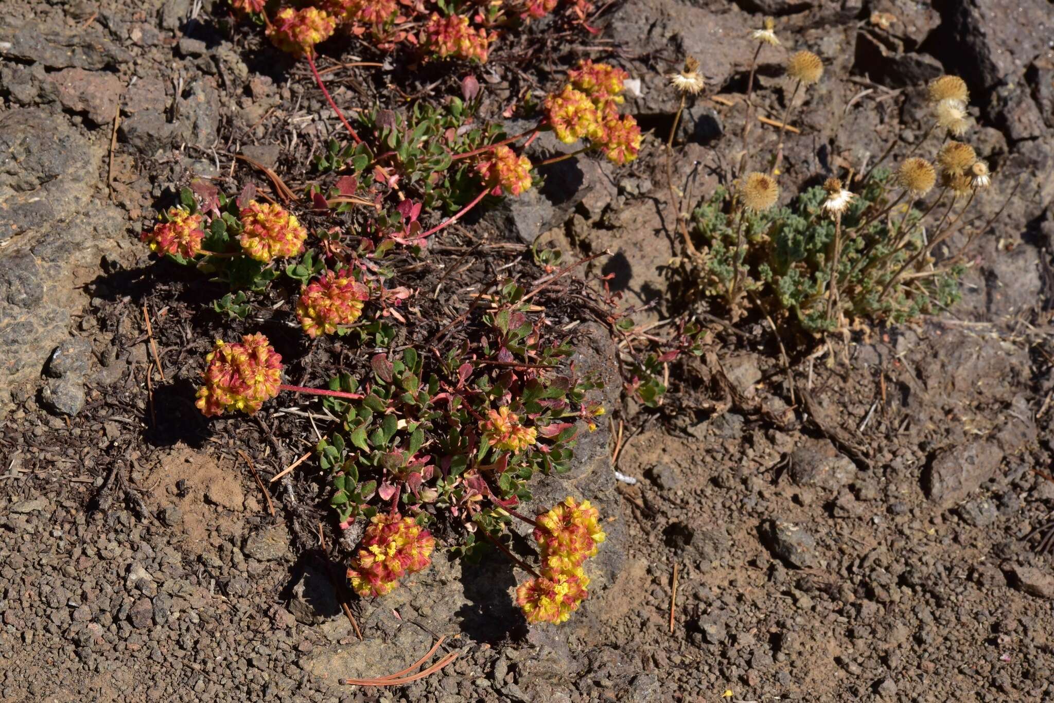 Image of sulphur-flower buckwheat