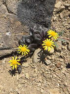 Image of Colorado ragwort