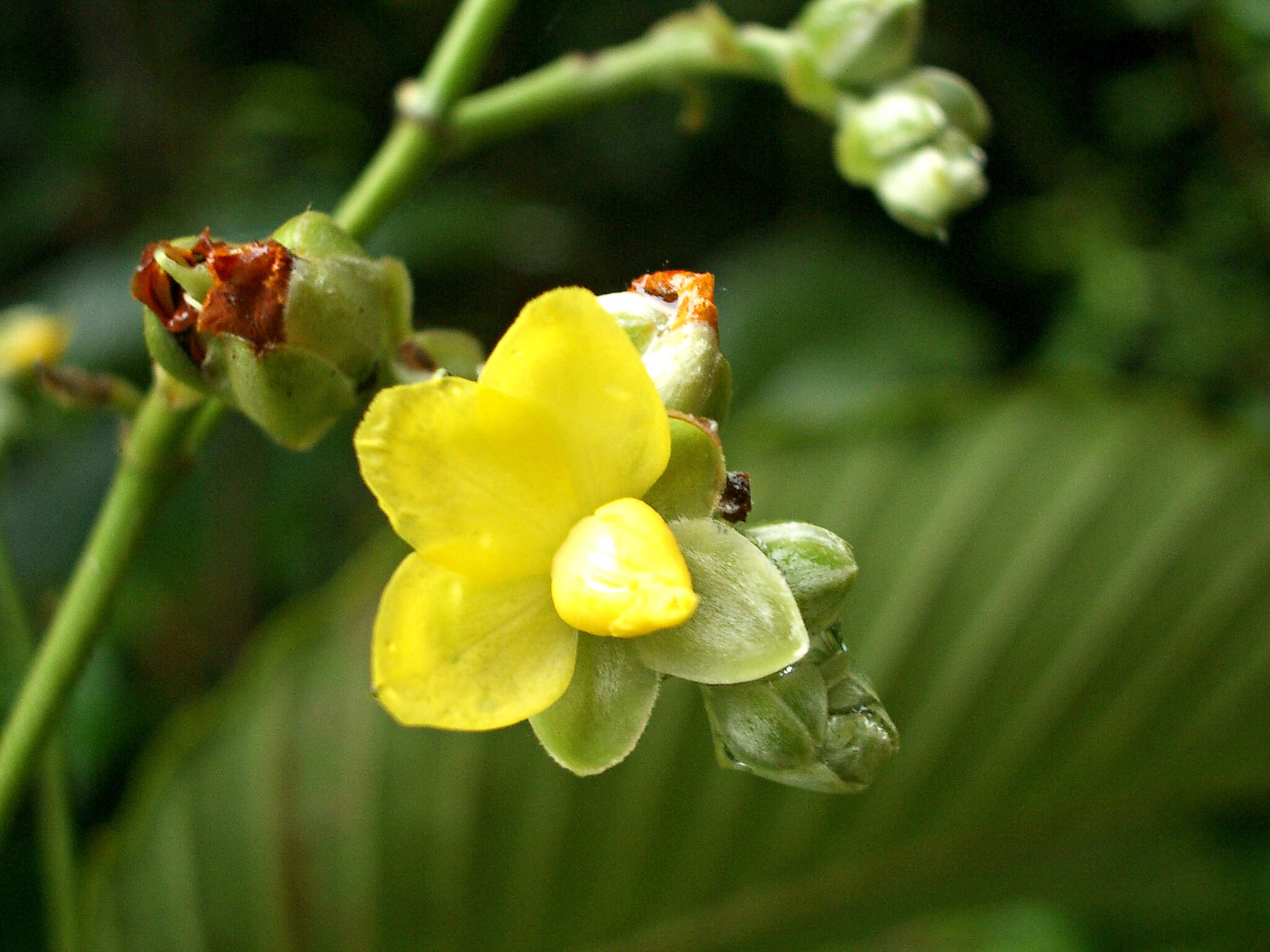 Plancia ëd Schumacheria castaneifolia Vahl