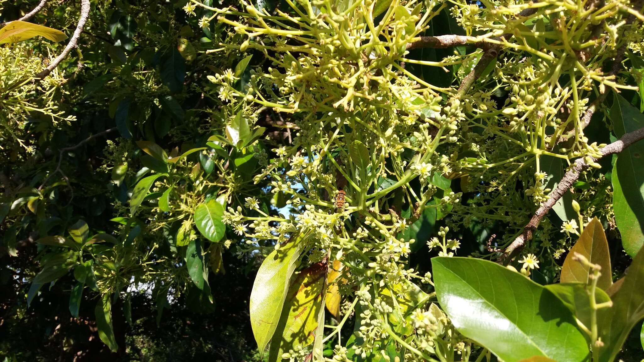 Image of Syrphid fly