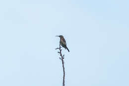 Image of Red-tufted Sunbird