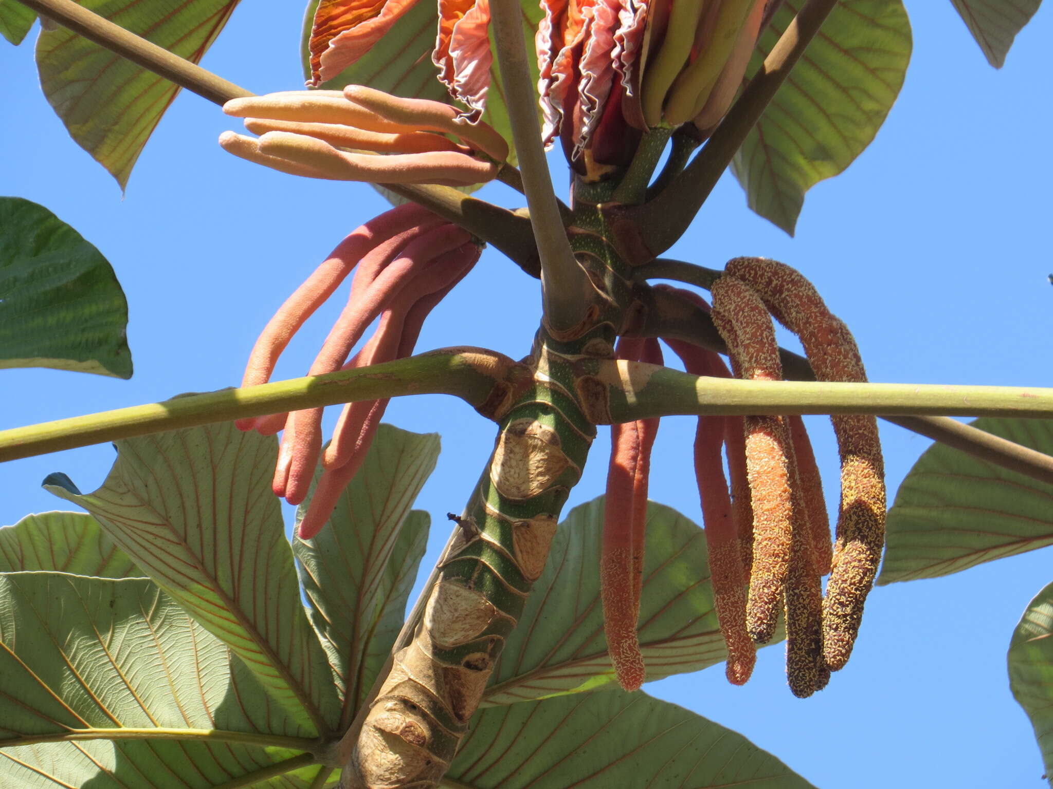 Image of Cecropia glaziovii Snethlage