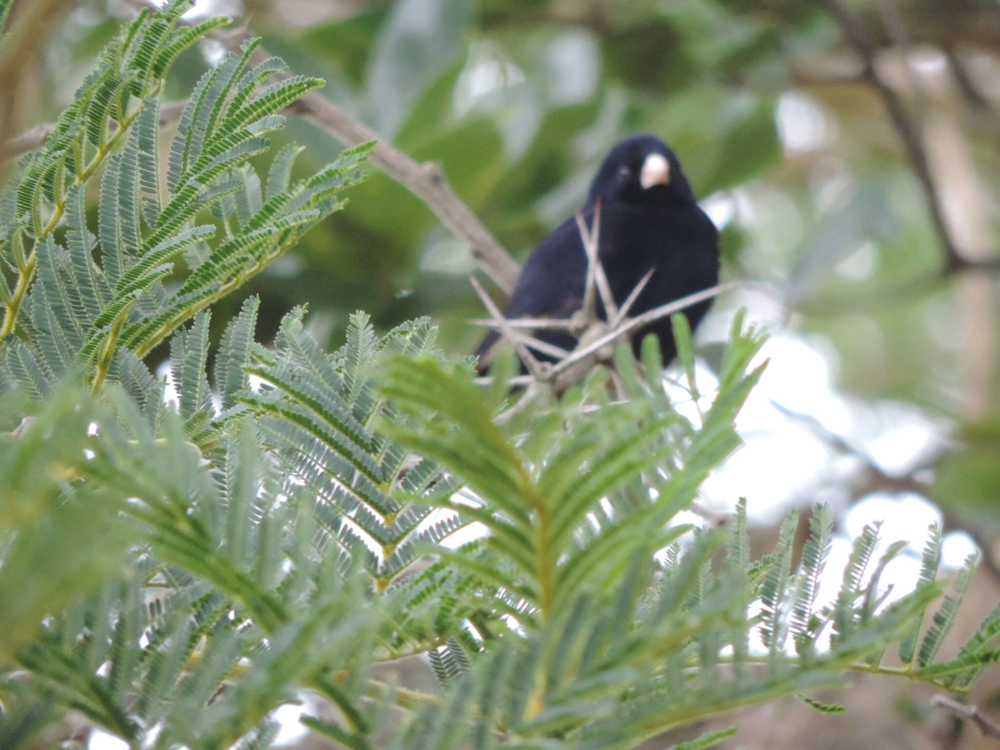 Image of Dusky Indigobird