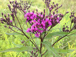 Vernonia gigantea (Walt.) Trel. ex Branner & Coville resmi