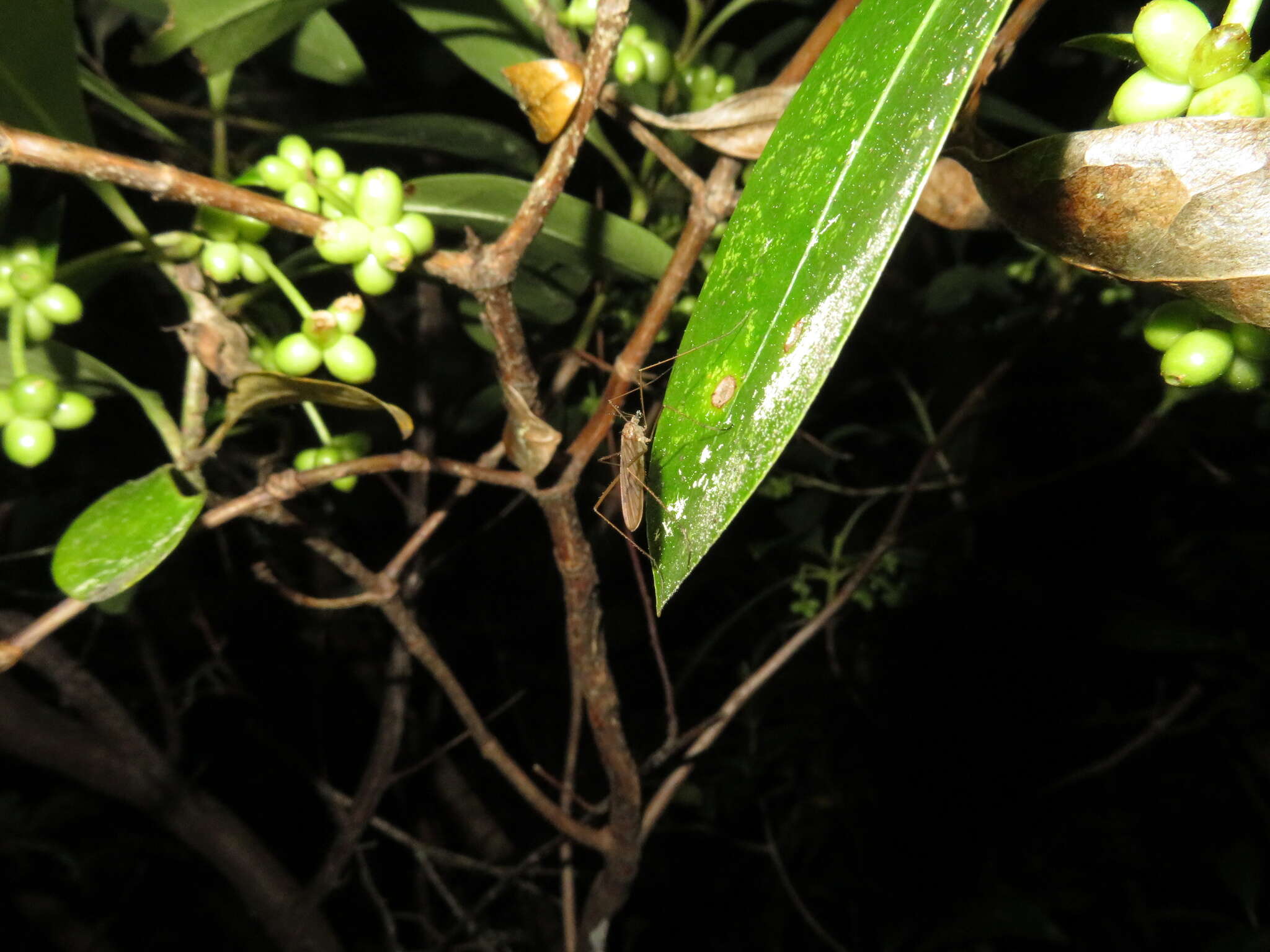 Image of Amphineurus (Nothormosia) insulsus (Hutton 1902)