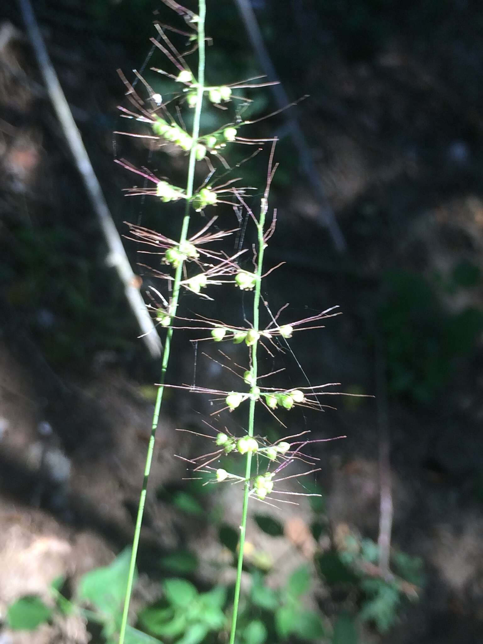 Plancia ëd Setaria sagittifolia (A. Rich.) Walp.