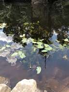 Image of yellow pond-lily