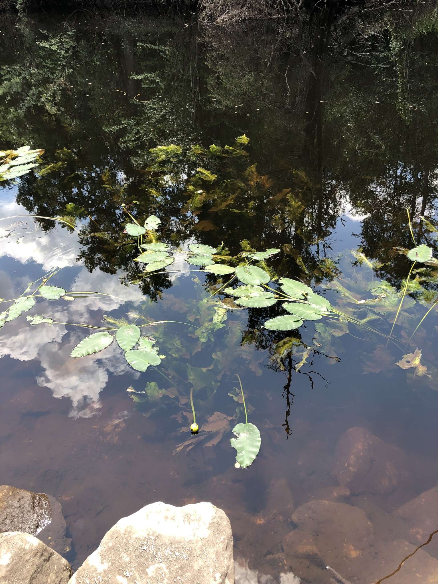 Image of yellow pond-lily