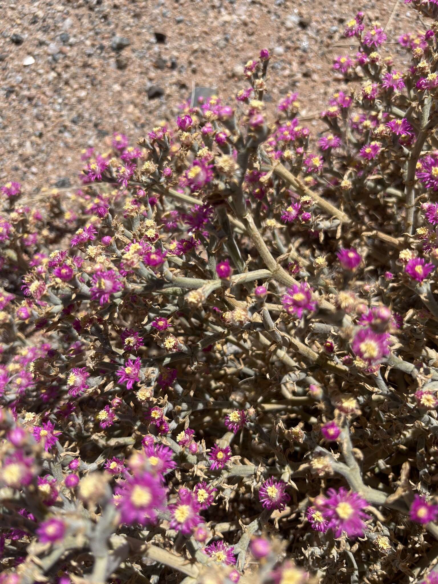 Imagem de Mesembryanthemum articulatum Thunb.