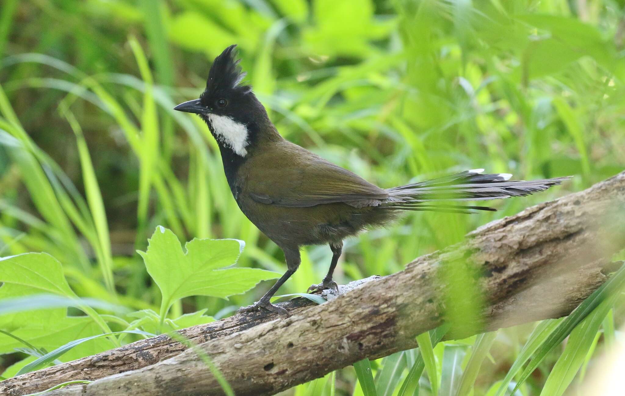 Image of Eastern Whipbird