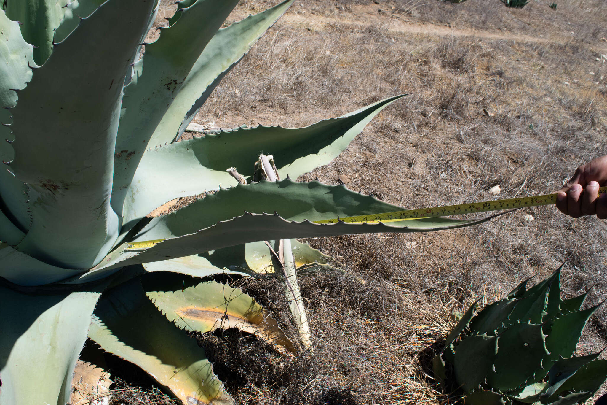 Image of Agave durangensis Gentry