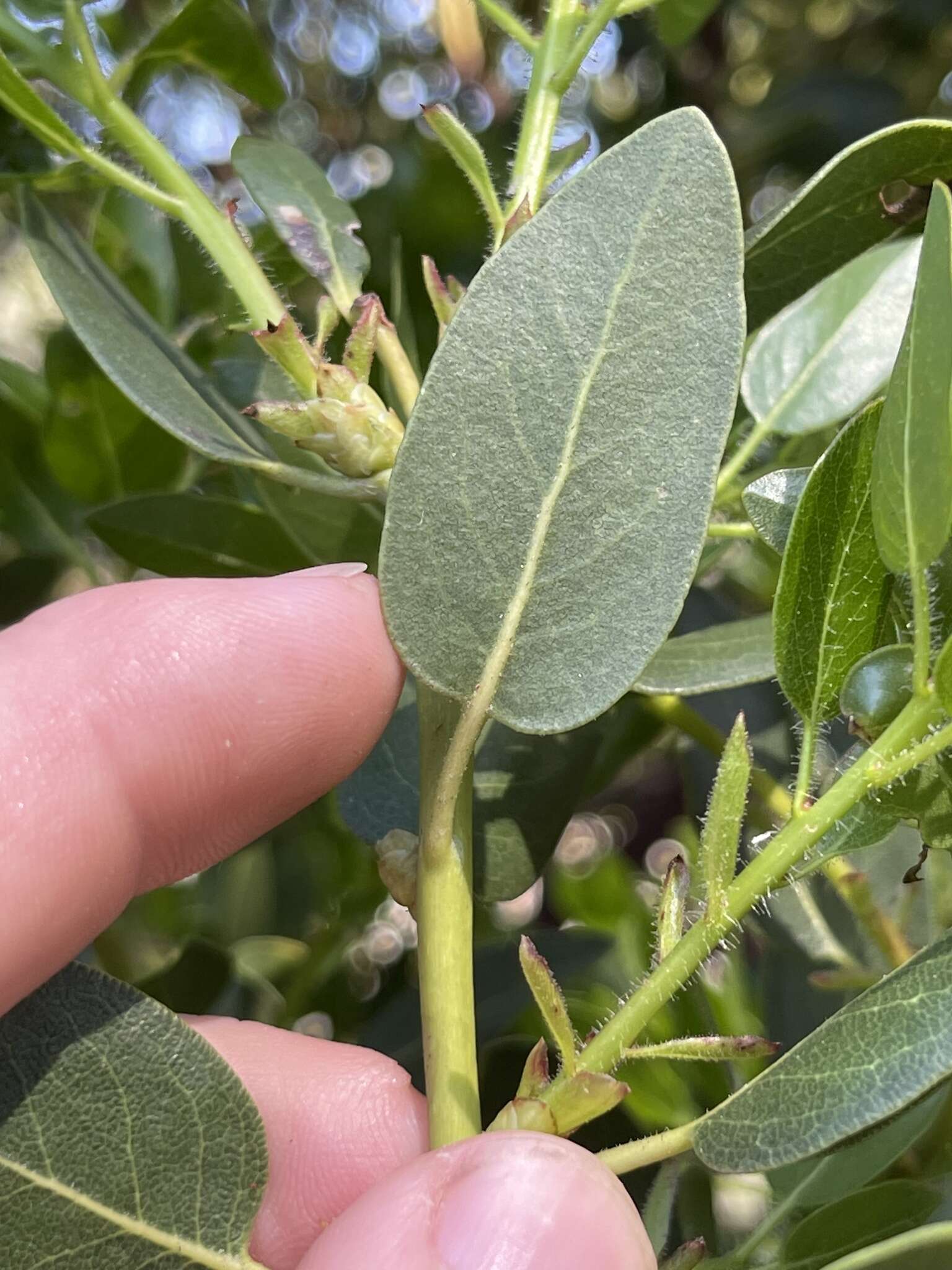 Слика од Arctostaphylos crustacea subsp. subcordata (Eastw.) V. T. Parker, M. C. Vasey & J. E. Keeley