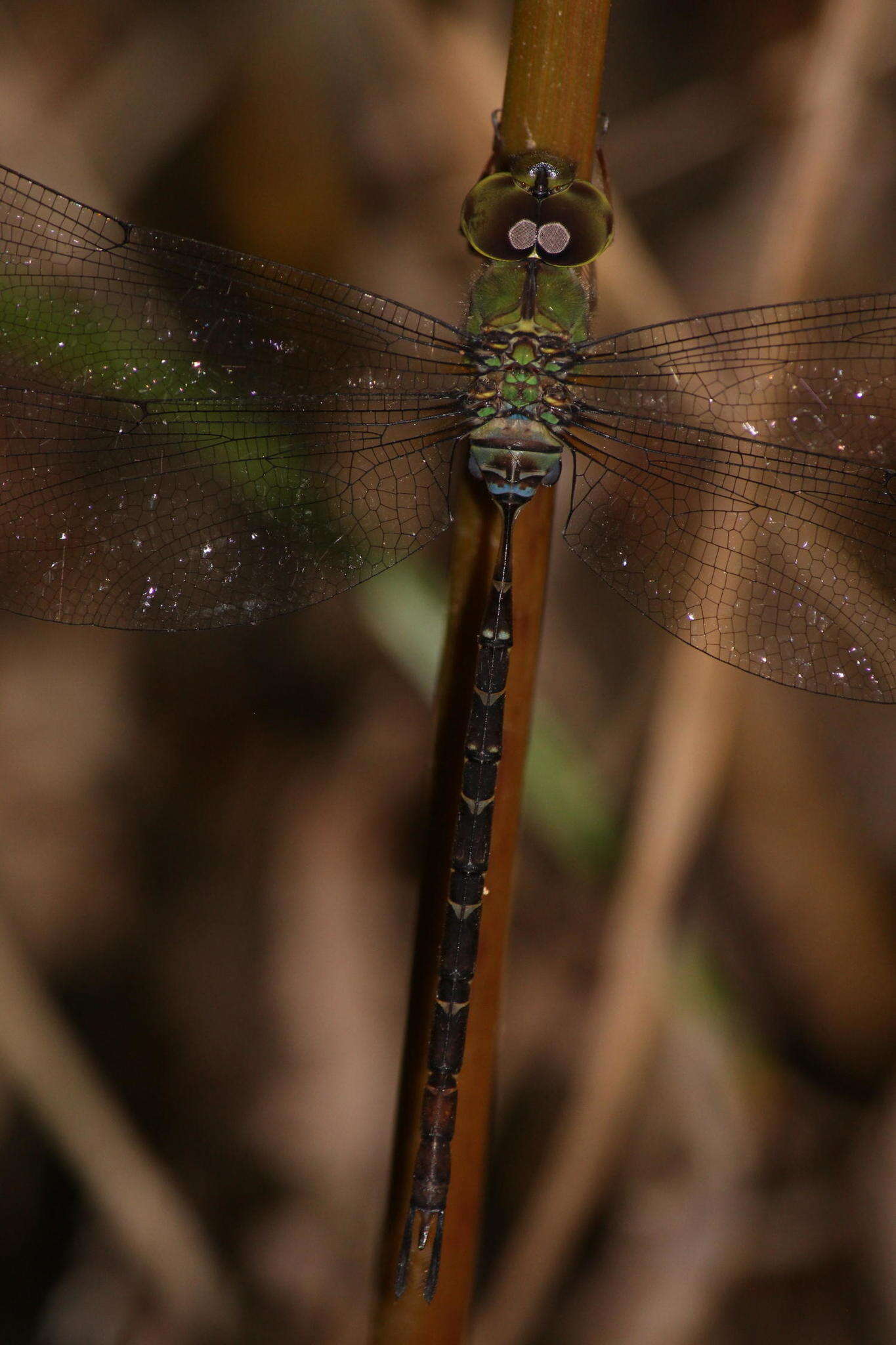 Image of Eastern Duskhawker