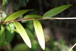 Image of Epidendrum ackermanii Hágsater