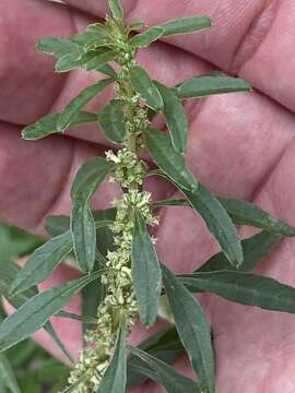 Imagem de Amaranthus obcordatus (Gray) Standl.