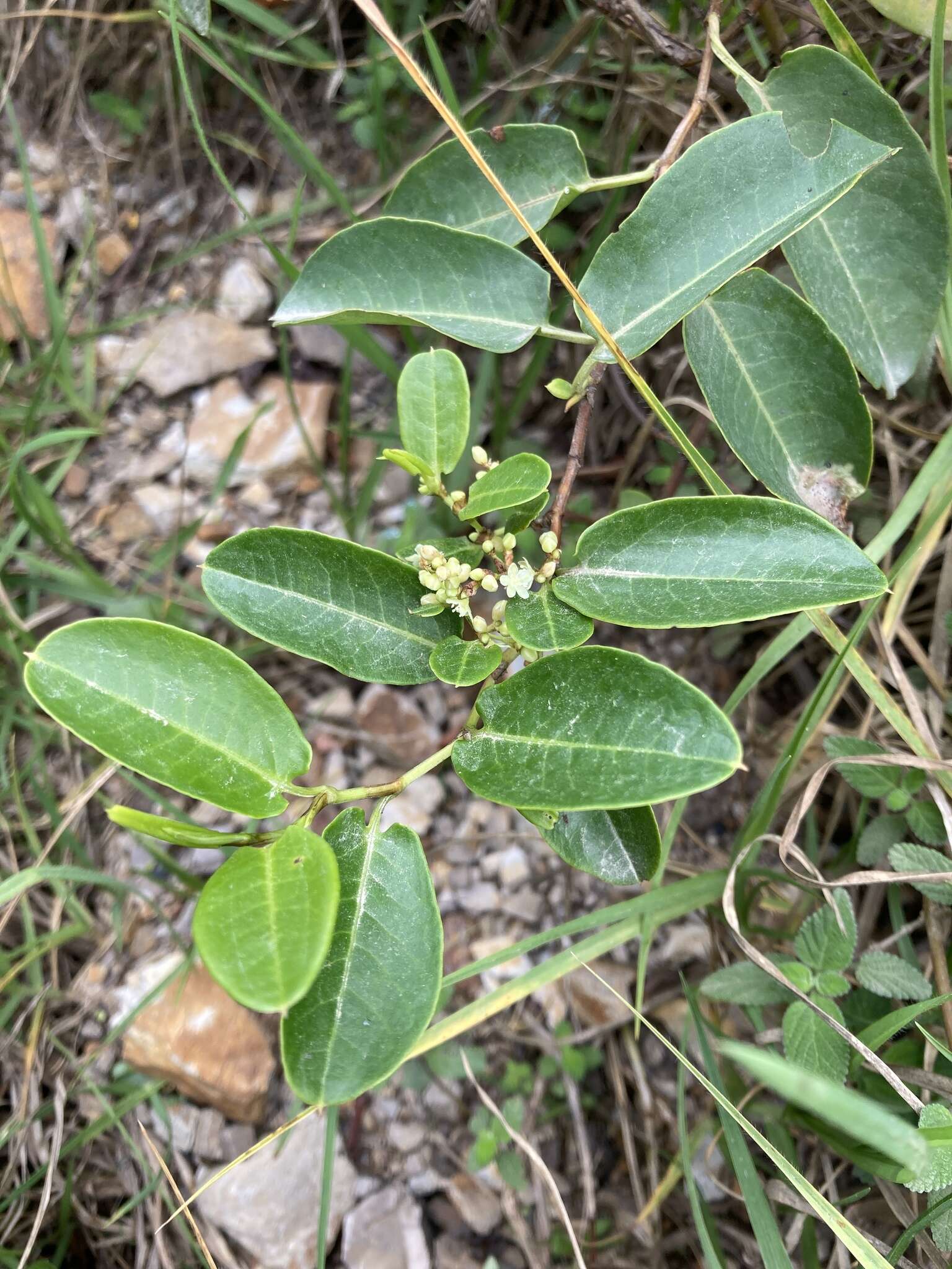 Image of Muehlenbeckia tamnifolia (Kunth) Meisn.