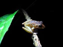 Image of Fitzinger's Robber Frog