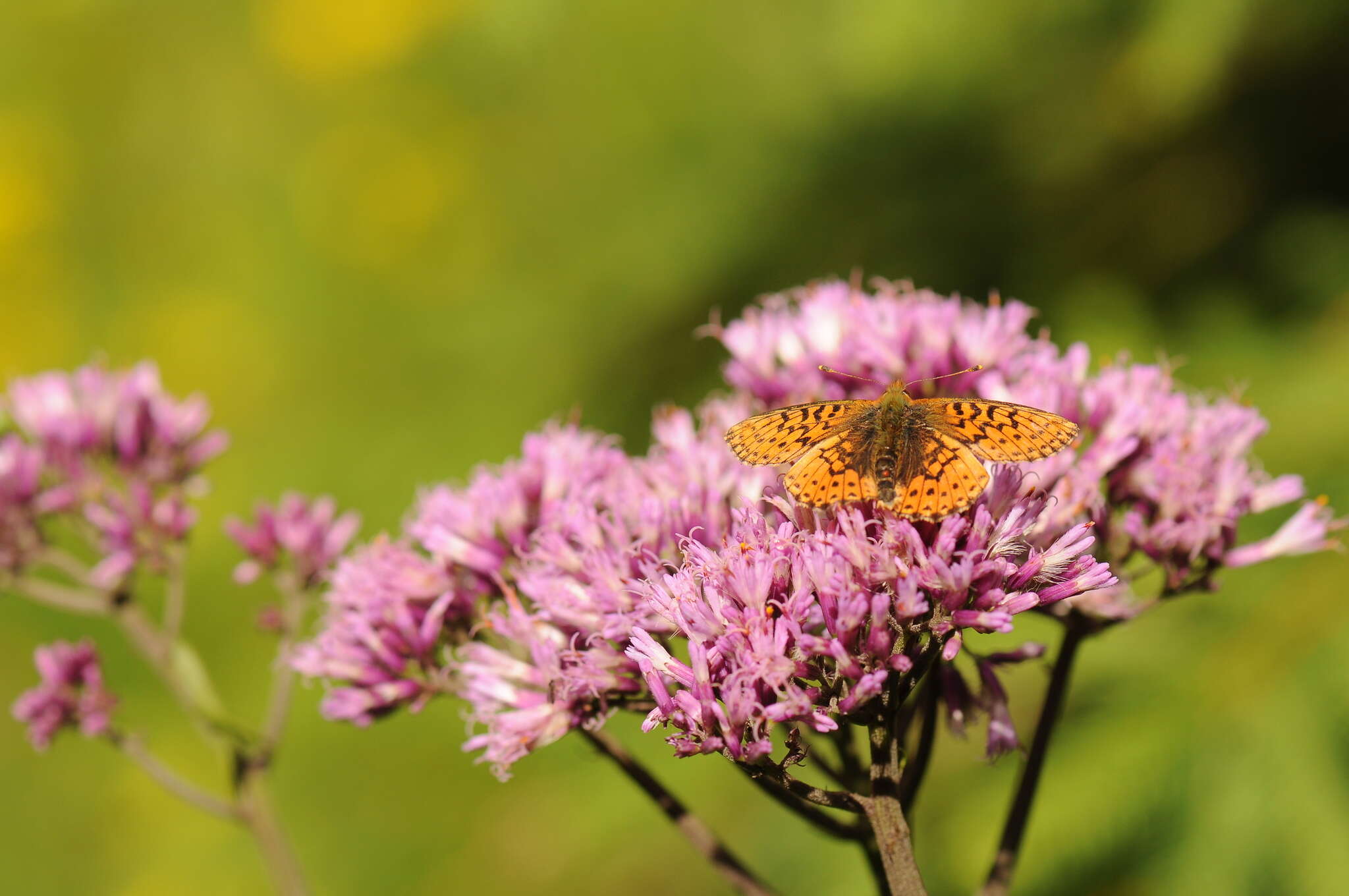 Image of cranberry fritillary