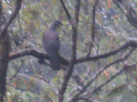 Image of Nilgiri Wood Pigeon