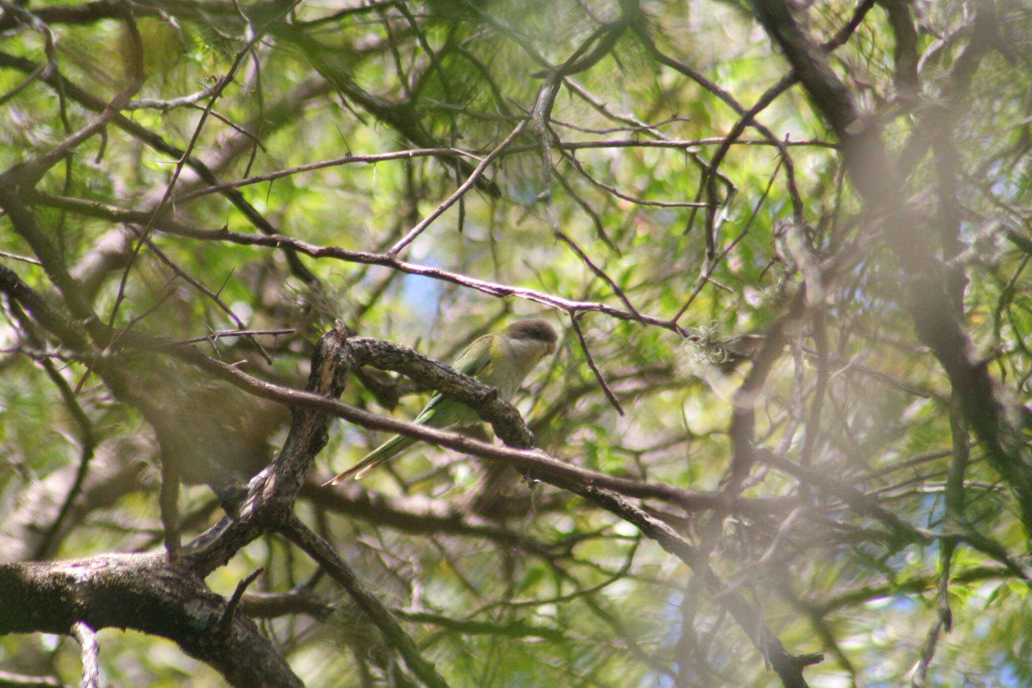 Image of Gray-hooded Parakeet