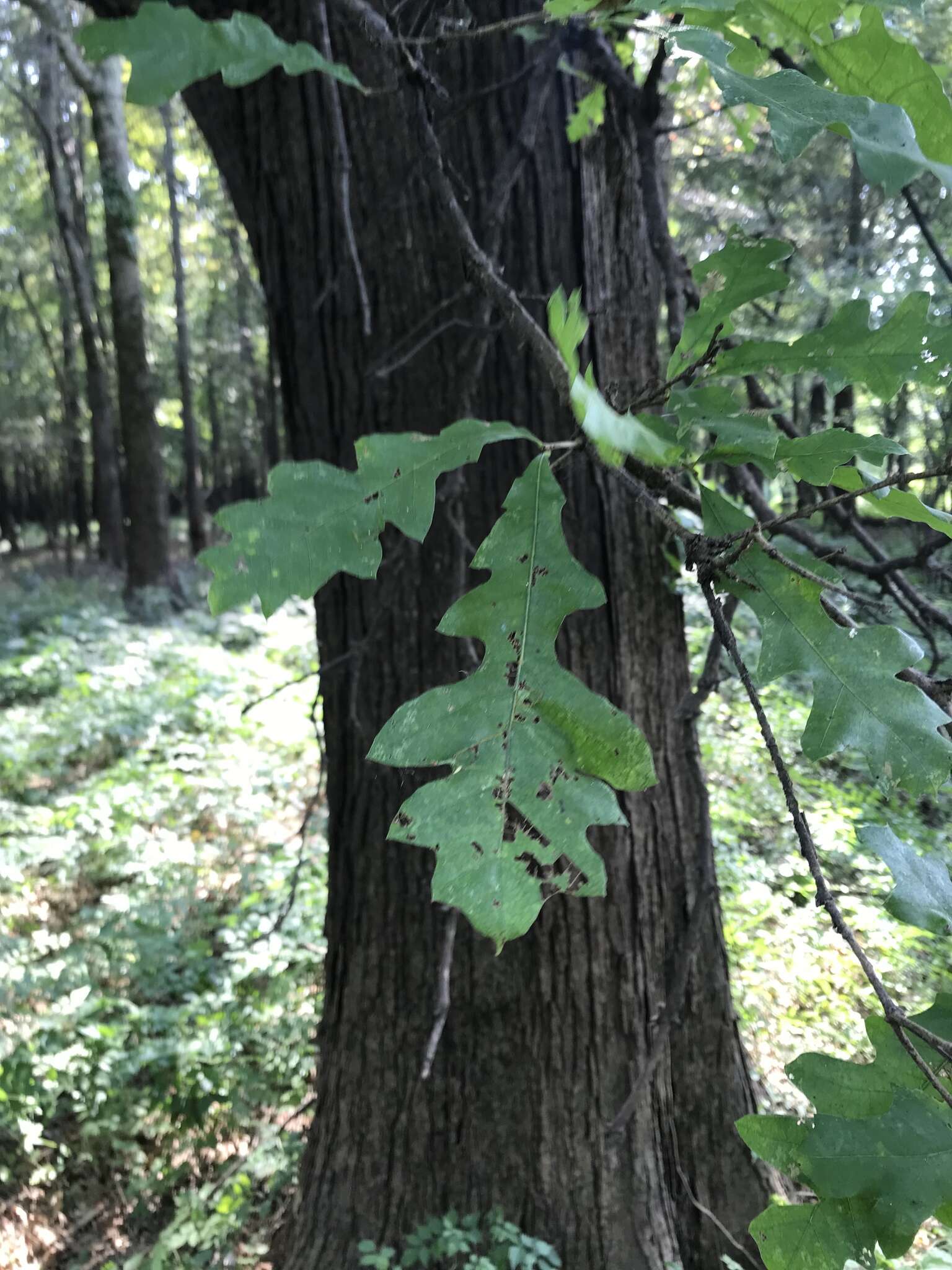 Quercus lyrata Walter resmi