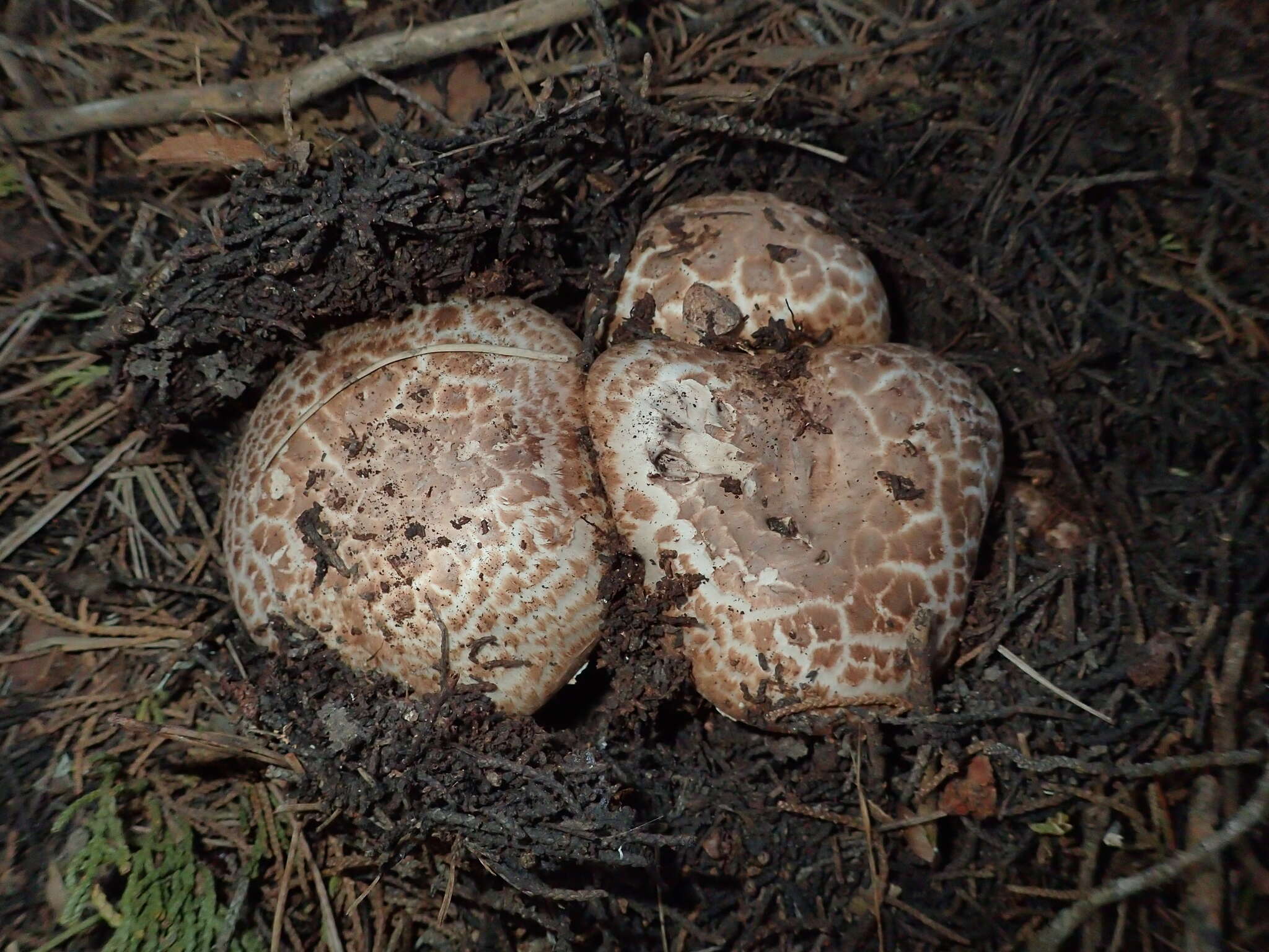 Image of Agaricus pattersoniae Peck 1907