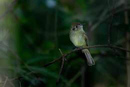 Image of Sepia-capped Flycatcher