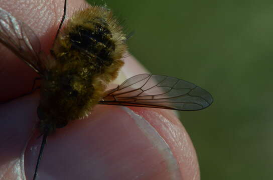 Image of Heath bee-fly