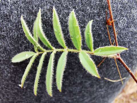 Image of Tephrosia capensis (Jacq.) Pers.