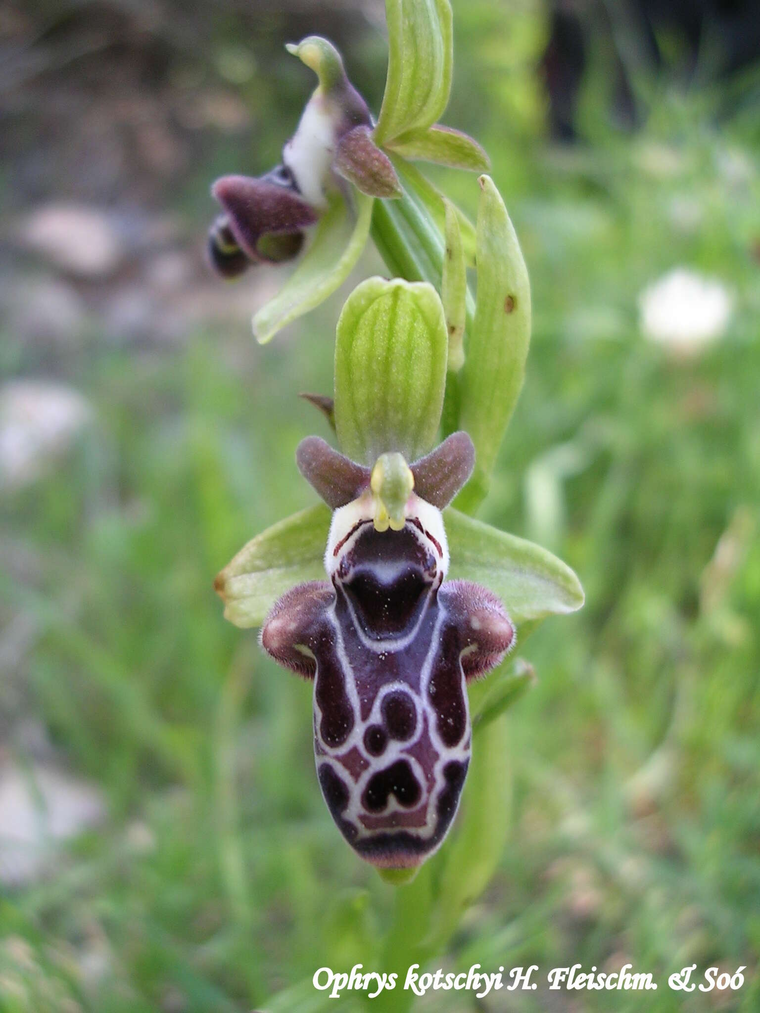 Image of Kotschy's Ophrys