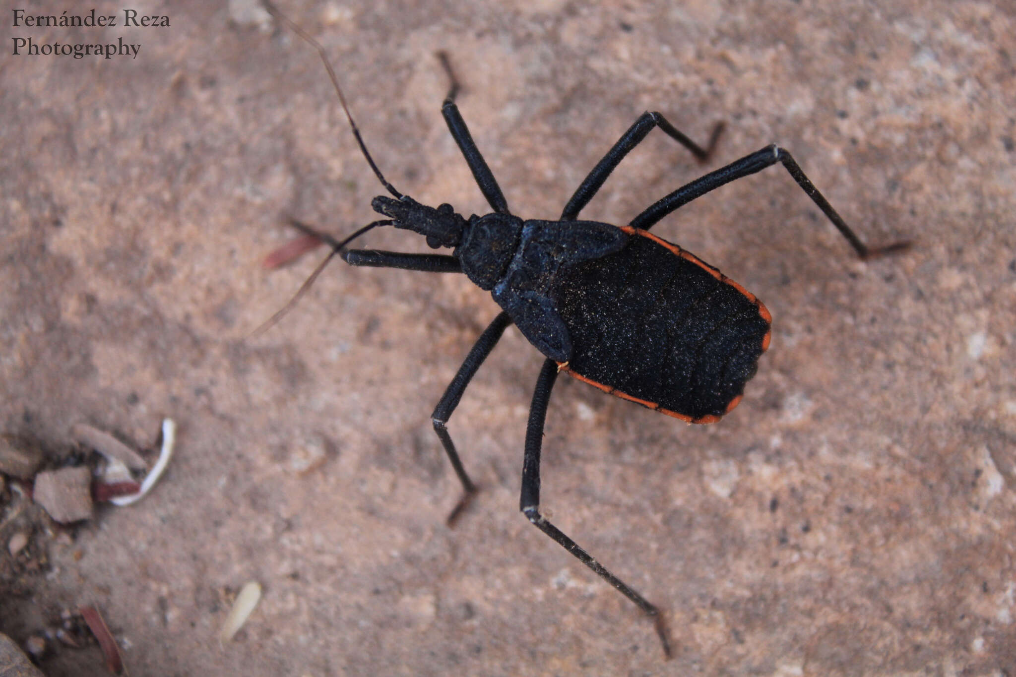 Image of Dipetalogaster maxima (Uhler 1894)