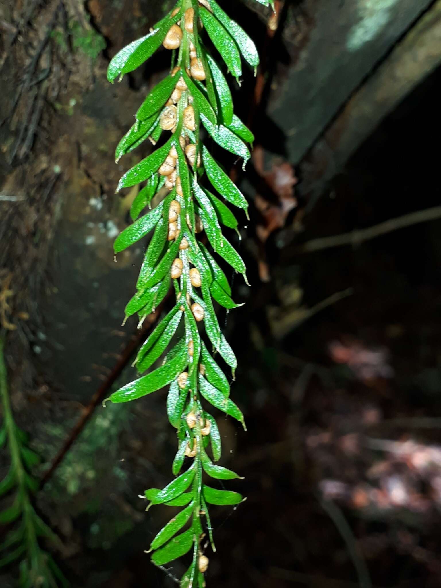 Image of Tmesipteris sigmatifolia Chinnock