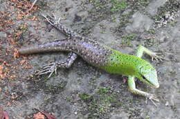 Image of Emerald Skink