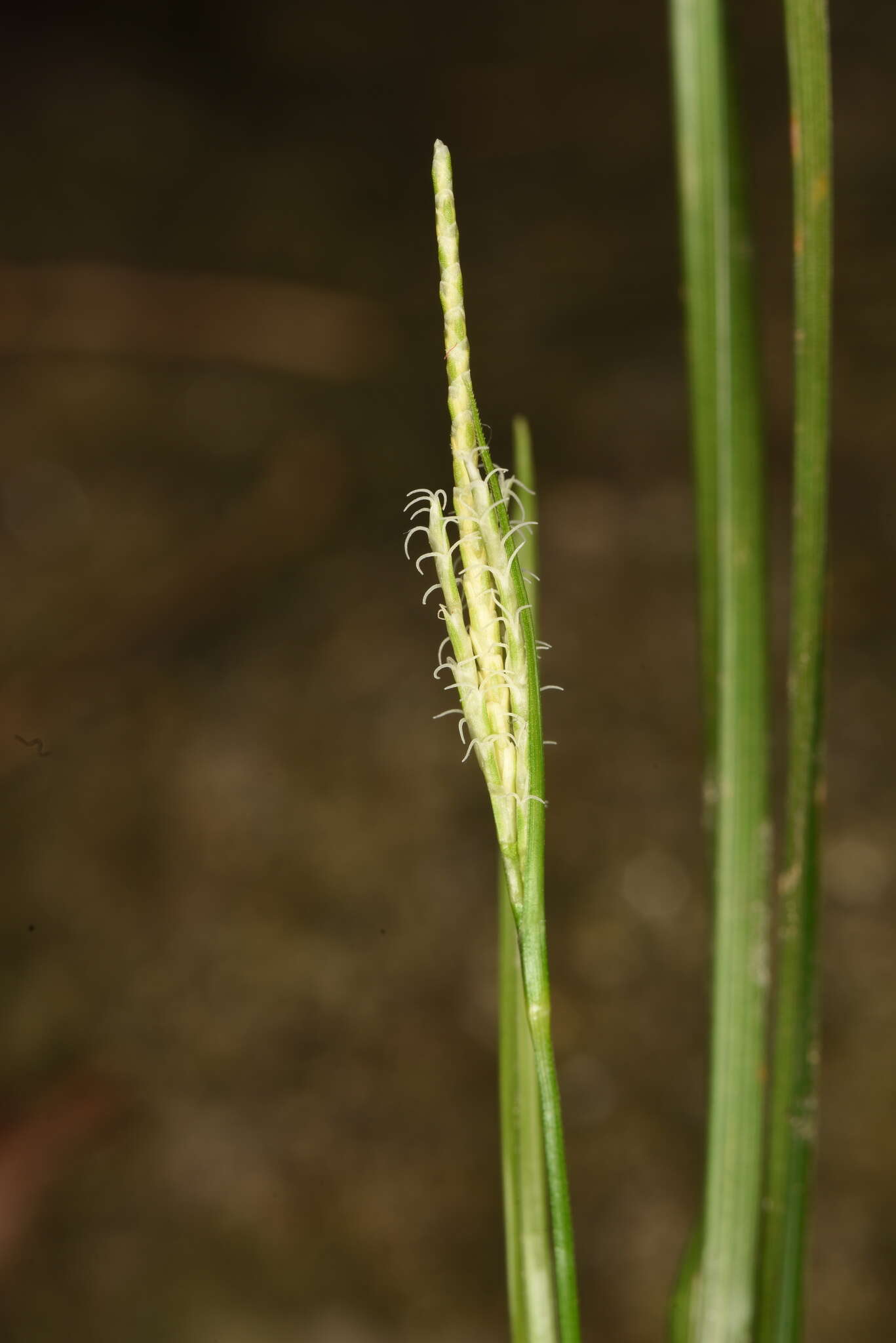 Image of Carex tristachya Thunb.