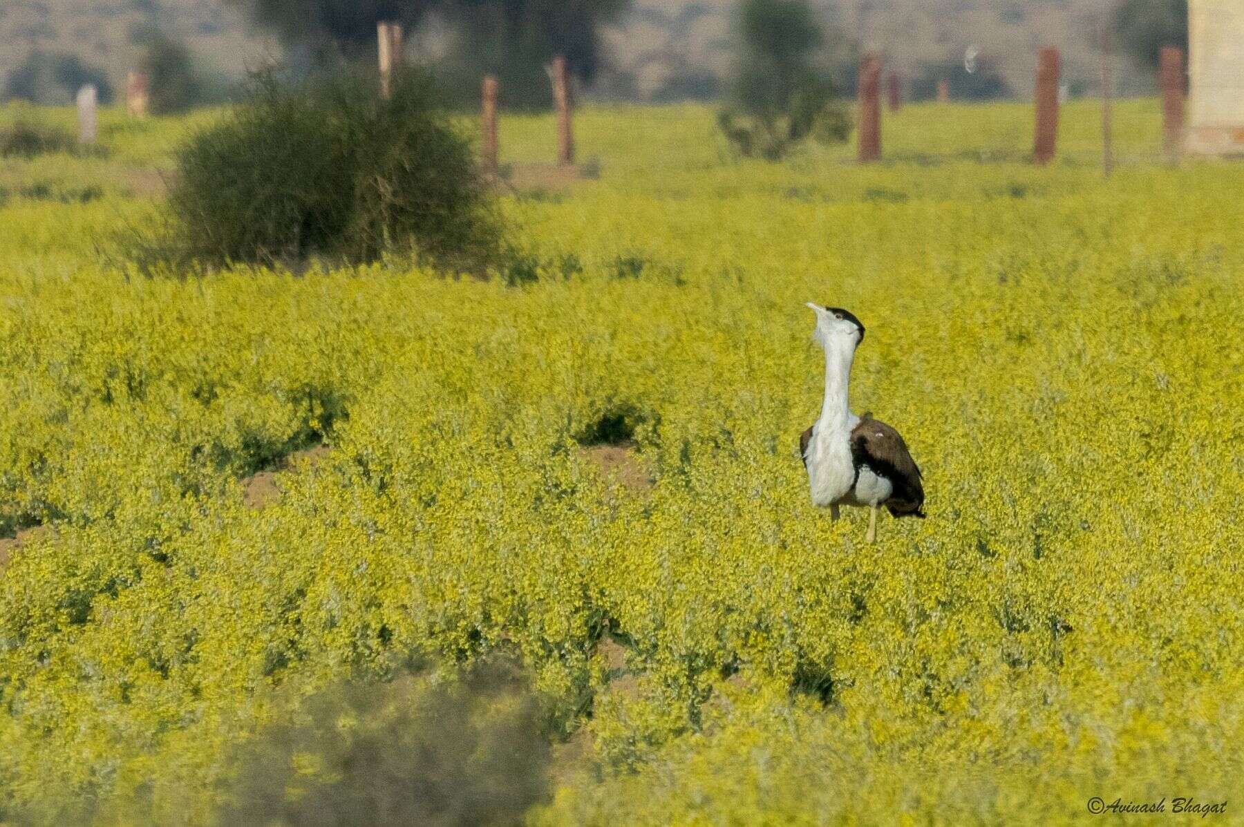 Image of Great Indian Bustard