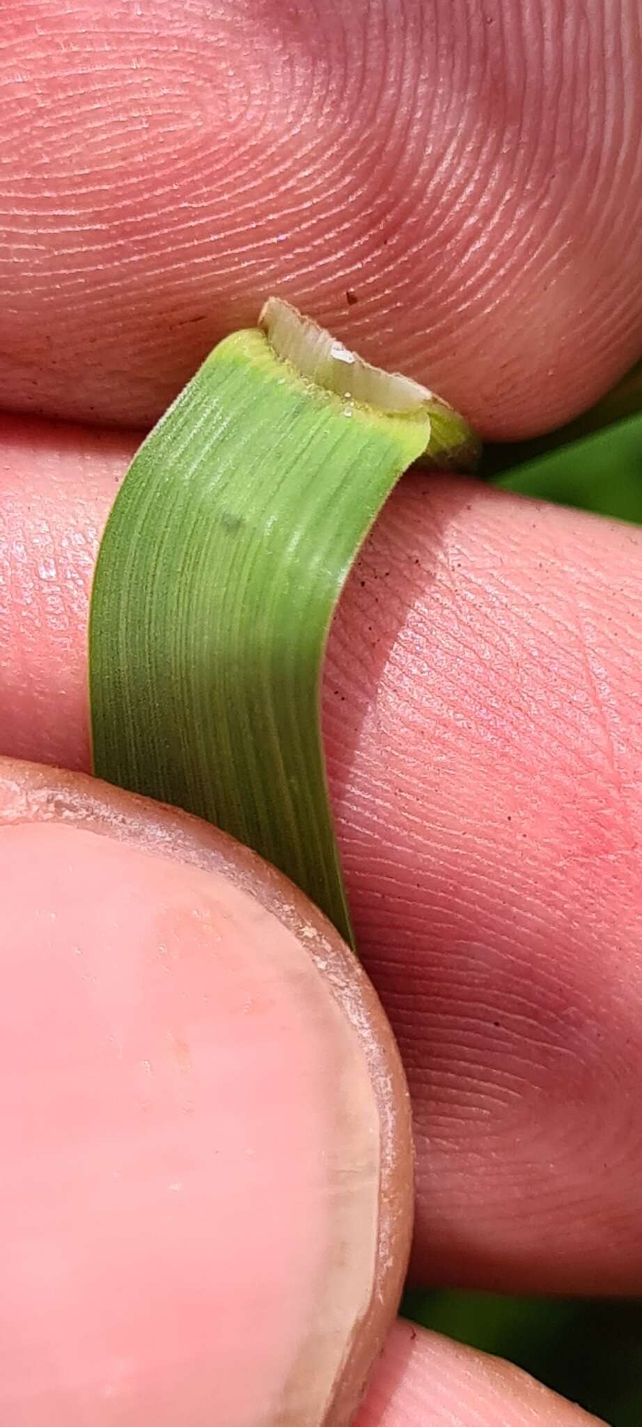 صورة Poa helmsii Vickery