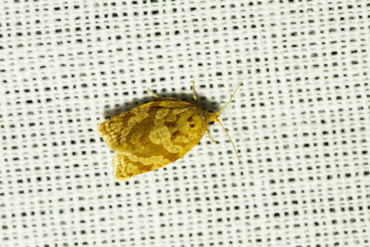 Image of summer fruit tortrix