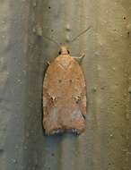 Image of Acleris cervinana Fernald 1882