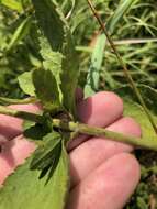 Eupatorium rotundifolium var. scabridum (Ell.) A. Gray的圖片