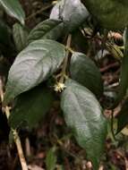 Image of Lasianthus curtisii King & Gamble