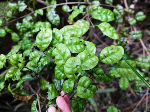 Слика од Lophomyrtus bullata (Soland. ex A. Cunn.) Burret