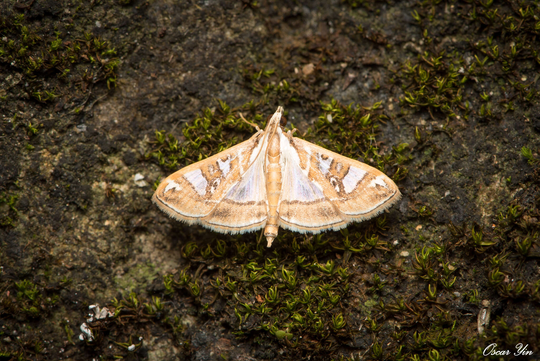 Imagem de Glyphodes pyloalis Walker 1859