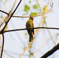 Image of Grey-eyed Bulbul