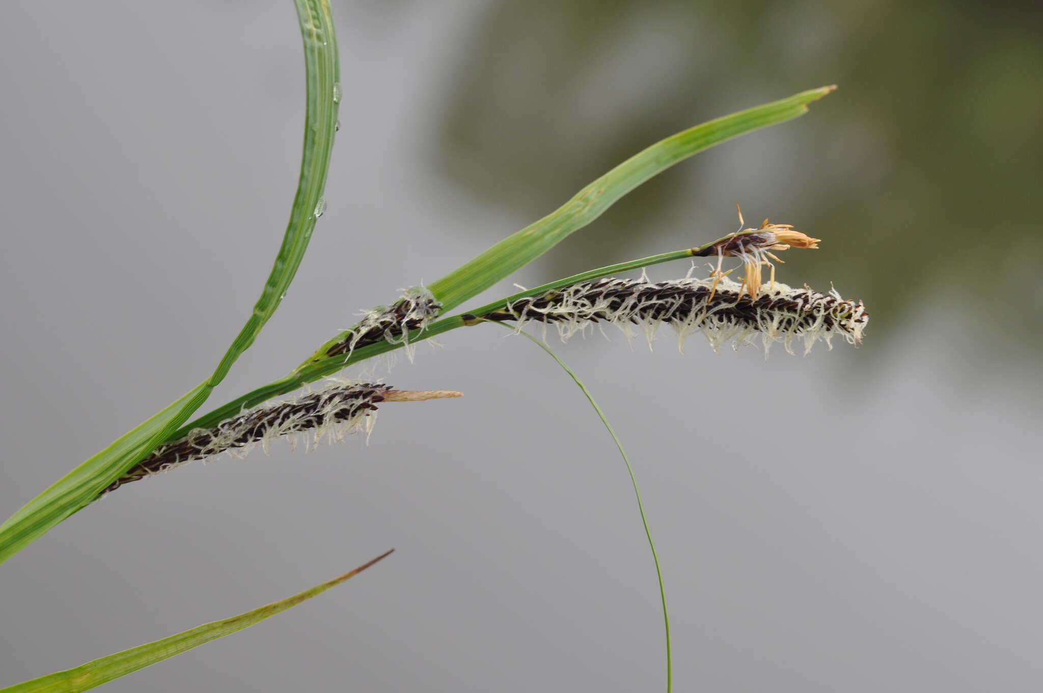 Carex acuta L. resmi